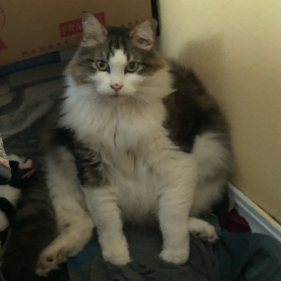 Meet your Posher, Madison - Picture 1 of 1